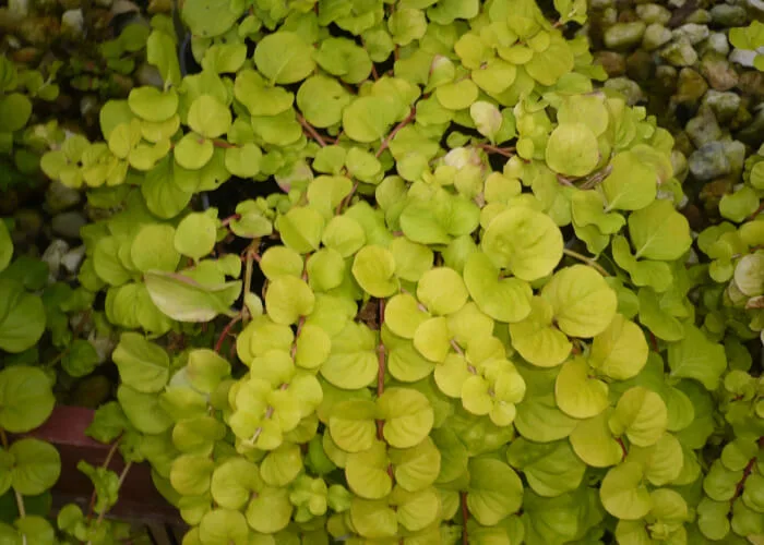 Вербейник Ауреа фото