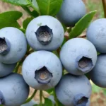 Голубика Река фото