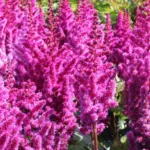 Астильба китайская Пурпурланце на Камчатке