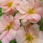 Лапчатка Дабл Панч Пастель фото на Камчатке