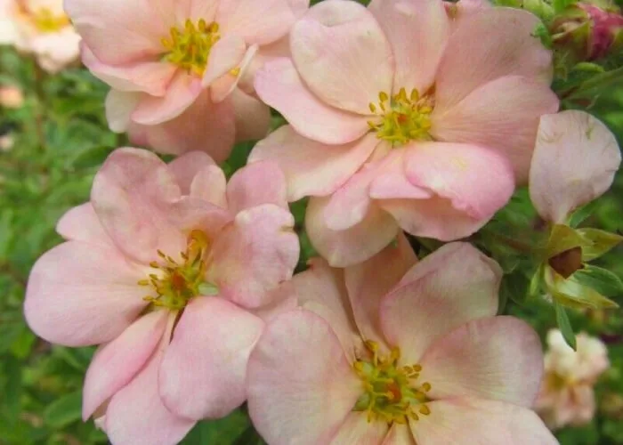 Лапчатка Дабл Панч Пастель фото на Камчатке