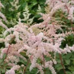 Астильба тунберга Моерхейм