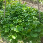 Дихондра зеленая фото