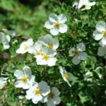 Лапчатка Абботсвуд на Камчатке