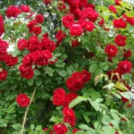 Роза Сантана плетистая фото