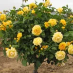 Роза штамбовая Желтый мини фото