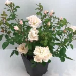 Роза Изнт Ши Прешез